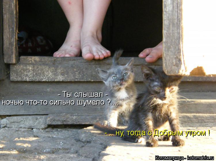 Котоматрица: - Ты слышал -  ночью что-то сильно шумело ?.... - .. ну, тогда с Добрым утром !