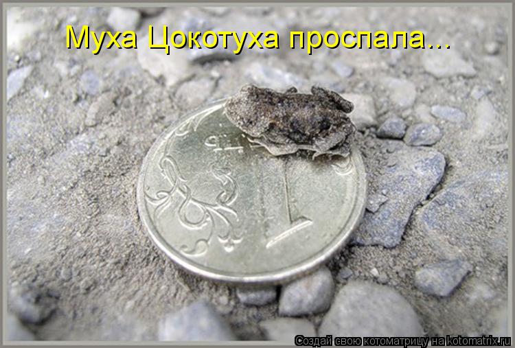 Муха Цокотуха проспала...... Котоматрица: Муха Цокотуха проспала...