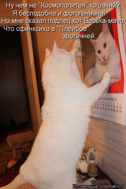Ну чем не "Космополитен" кошачий? Я бесподобна и фотогенична! Но мне сказал подлец кот Васька-мачо, Ч... Котоматрица: Ну чем не "Космополитен" кошачий? Я бесподобна и фотогенична! Но мне сказал подлец кот Васька-мачо, Что сфинксиха в "Плейбое" эротичней...
