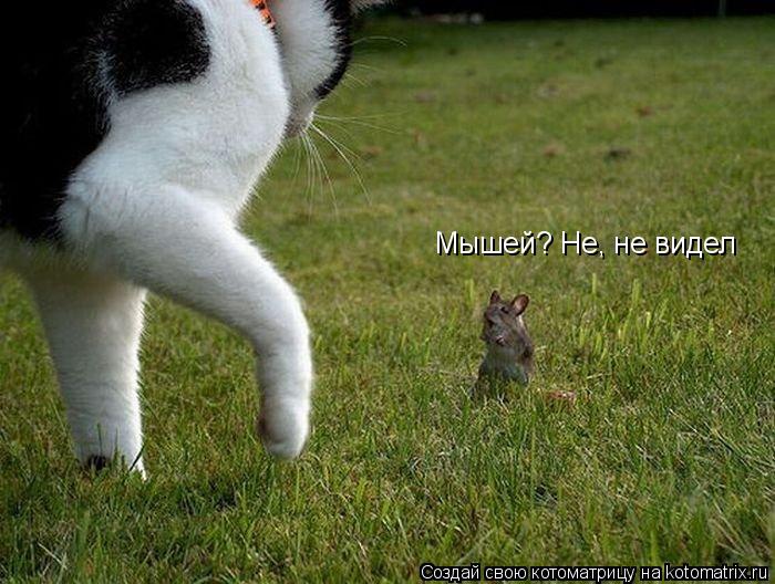 Котоматрица: Мышей? Не, не видел