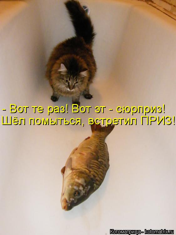 Котоматрица: - Вот те раз! Вот эт - сюрприз! Шёл помыться, встретил ПРИЗ!
