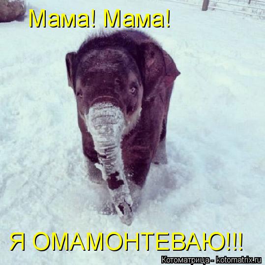 Мама! Мама! Я ОМАМОНТЕВАЮ!!!... Котоматрица: Мама! Мама! Я ОМАМОНТЕВАЮ!!!