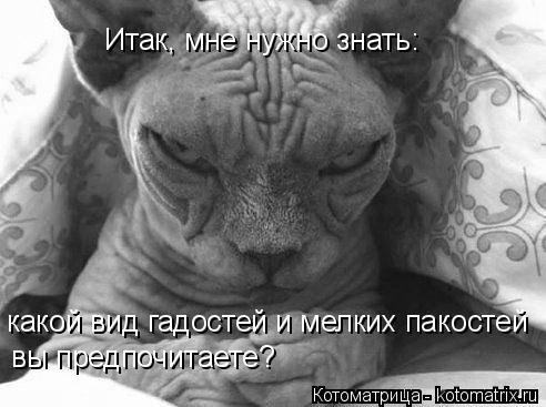 Итак, мне нужно знать: какой вид гадостей и мелких пакостей вы предпочитаете?... Котоматрица: Итак, мне нужно знать: какой вид гадостей и мелких пакостей вы предпочитаете?