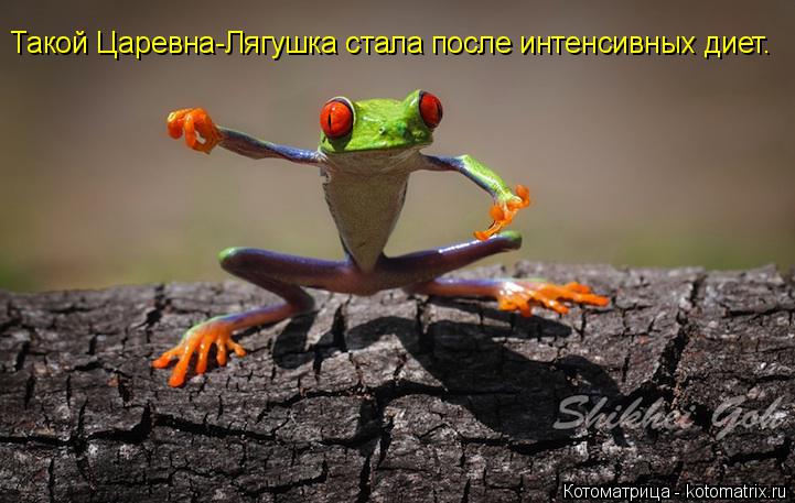 Такой Царевна-Лягушка стала после интенсивных диет.... Котоматрица: Такой Царевна-Лягушка стала после интенсивных диет.