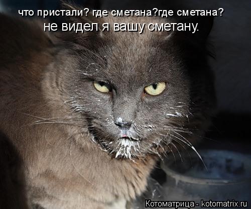 Котоматрица: что пристали? где сметана?где сметана?  не видел я вашу сметану.