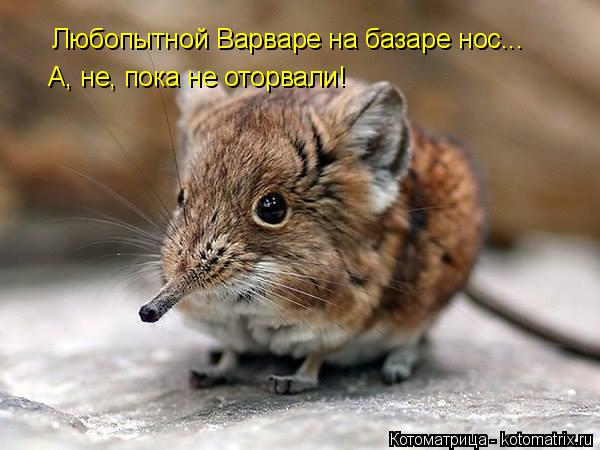 Любопытной Варваре на базаре нос... А, не, пока не оторвали!... Котоматрица: Любопытной Варваре на базаре нос... А, не, пока не оторвали!