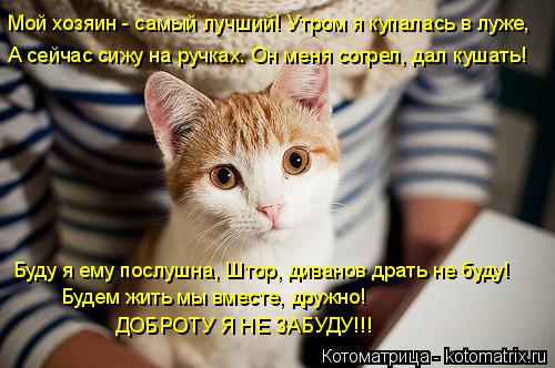 Котоматрица: Мой хозяин - самый лучший! Утром я купалась в луже, А сейчас сижу на ручках. Он меня согрел, дал кушать! Буду я ему послушна, Штор, диванов драт