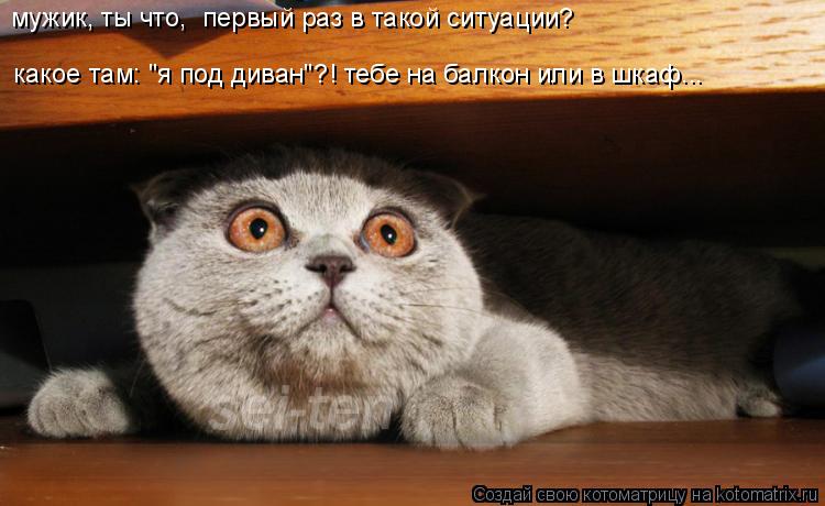 какое там: "я под диван"?! тебе на балкон или в шкаф... мужик, ты что, первый раз в такой ситуации?... Котоматрица: какое там: "я под диван"?! тебе на балкон или в шкаф... мужик, ты что, первый раз в такой ситуации?