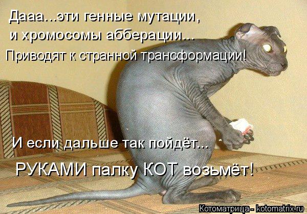 Котоматрица: Дааа...эти генные мутации, и хромосомы абберации... Приводят к странной трансформации! И если дальше так пойдёт... РУКАМИ палку КОТ возьмёт!