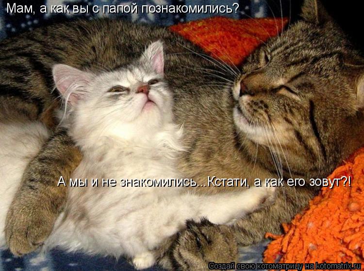 Котоматрица: Мам, а как вы с папой познакомились? А мы и не знакомились...Кстати, а как его зовут?!