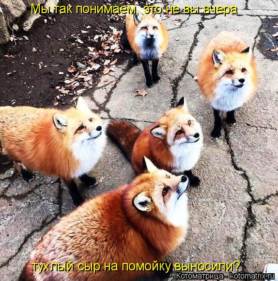 тухлый сыр на помойку выносили? Мы так понимаем, это не вы вчера... Котоматрица: тухлый сыр на помойку выносили? Мы так понимаем, это не вы вчера