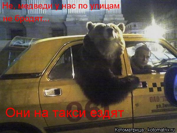 Котоматрица: Они на такси ездят Не, медведи у нас по улицам не бродят...