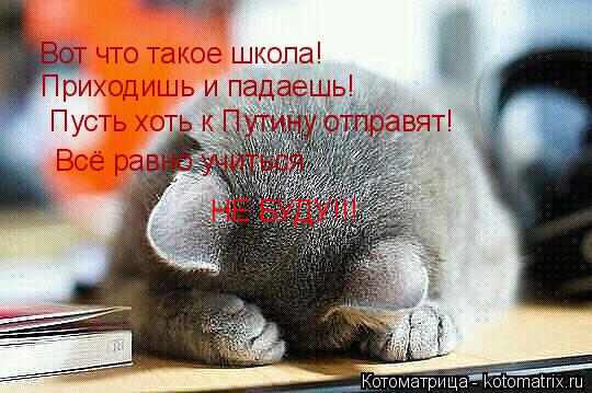 Котоматрица: Вот что такое школа! Приходишь и падаешь!  Пусть хоть к Путину отправят!  Всё равно учиться НЕ БУДУ!!!