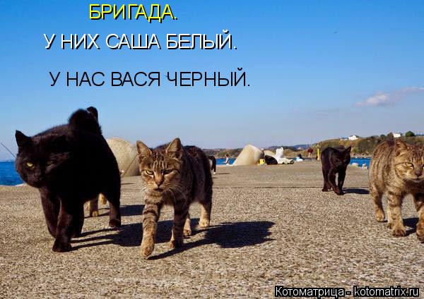 У НИХ САША БЕЛЫЙ. У НАС ВАСЯ ЧЕРНЫЙ. БРИГАДА.... Котоматрица: У НИХ САША БЕЛЫЙ. У НАС ВАСЯ ЧЕРНЫЙ. БРИГАДА.