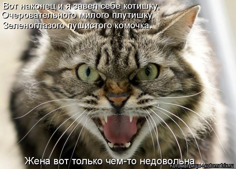 Вот наконец и я завел себе котишку, Очеровательного милого плутишку, Зеленоглазого пушистого комочка.... Котоматрица: Вот наконец и я завел себе котишку, Очеровательного милого плутишку, Зеленоглазого пушистого комочка. Жена вот только чем-то недовольна ...