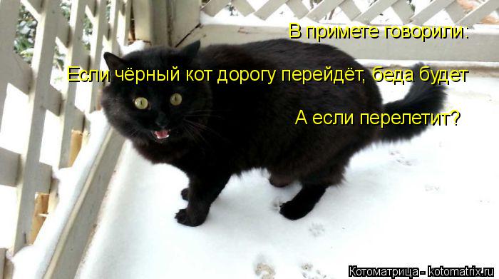 Котоматрица: В примете говорили: Если чёрный кот дорогу перейдёт, беда будет А если перелетит?
