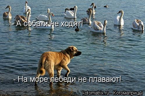 Котоматрица: - На море лебеди не плавают!  - А собаки не ходят!