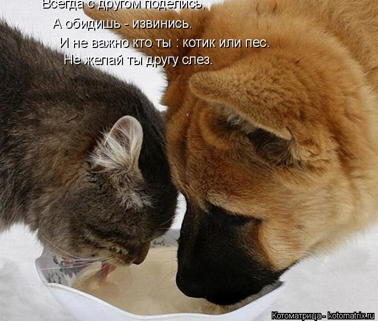 Котоматрица: Всегда с другом поделись,  А обидишь - извинись.  И не важно кто ты : котик или пес.  Не желай ты другу слез.