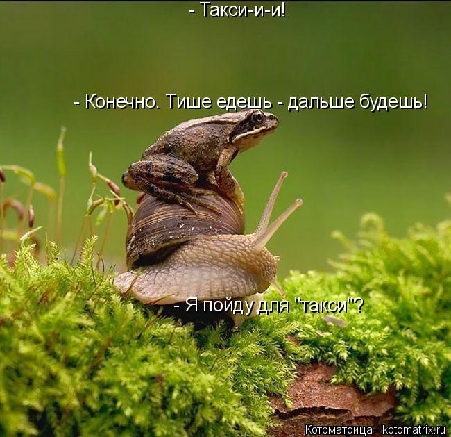 Котоматрица: - Такси-и-и!  - Я пойду для "такси"? - Конечно. Тише едешь - дальше будешь!