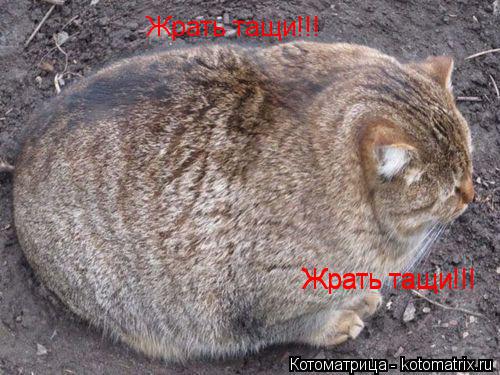 Котоматрица: Жрать тащи!!! Жрать тащи!!! Жрать тащи!!! Жрать тащи!!! Жрать тащи!!!