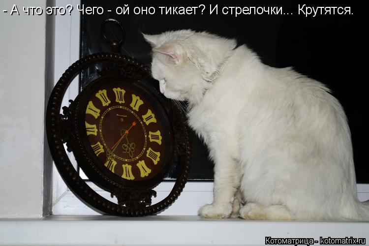 Котоматрица: - А что это? Чего - ой оно тикает? И стрелочки... Крутятся.
