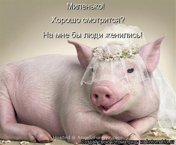 Миленько! Хорошо смотрится? На мне бы люди женились!... Котоматрица: Миленько! Хорошо смотрится? На мне бы люди женились!