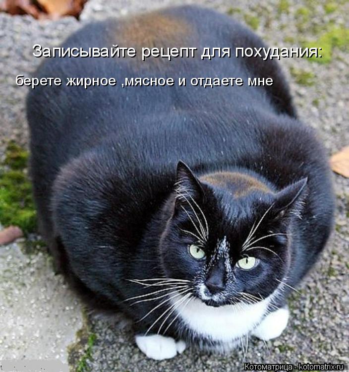 Котоматрица: Записывайте рецепт для похудания: берете жирное ,мясное и отдаете мне