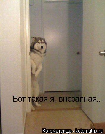 Котоматрица: Вот такая я, внезапная....