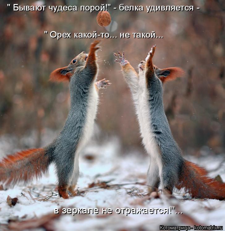 " Бывают чудеса порой!" - белка удивляется - " Орех какой-то... не такой... в зеркале не отражается... Котоматрица: " Бывают чудеса порой!" - белка удивляется - " Орех какой-то... не такой... в зеркале не отражается!"...