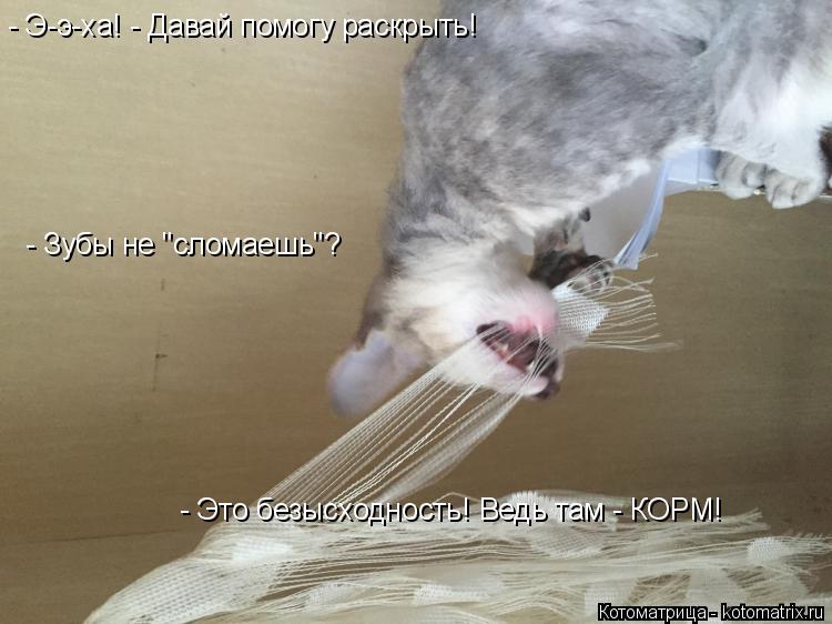 Котоматрица: - Э-э-ха! - Давай помогу раскрыть! - Зубы не "сломаешь"? - Это безысходность! Ведь там - КОРМ!