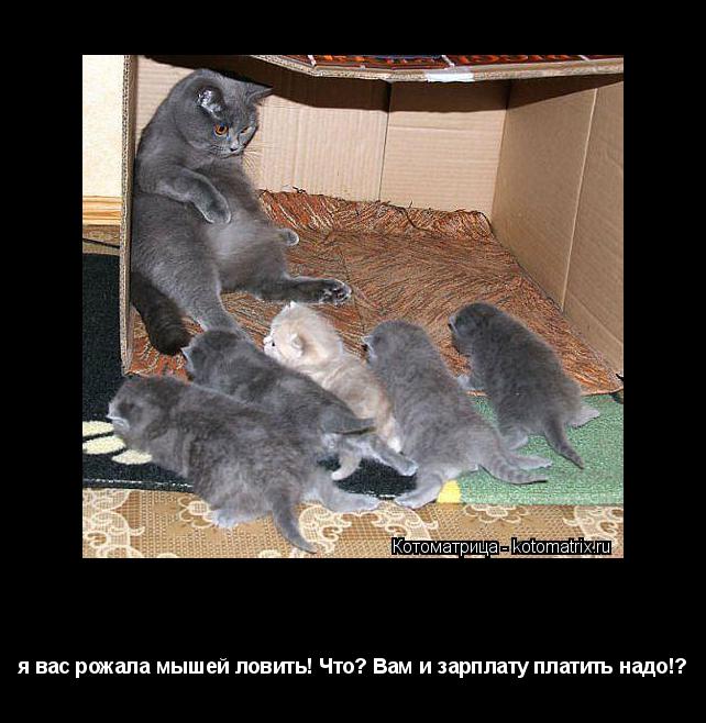 Котоматрица: Бунт!!! я вас рожала мышей ловить! Что? Вам и зарплату платить надо!?