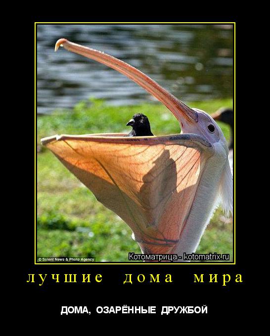 Котоматрица: лучшие  дома  мира ДОМА,  ОЗАРЁННЫЕ  ДРУЖБОЙ
