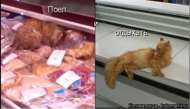 Котоматрица: Поел   и отдыхать.