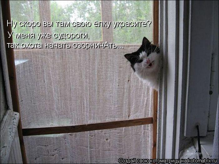 Котоматрица: Ну скоро вы там свою ёлку украсите? У меня уже судороги, так охота начать озорничАть...