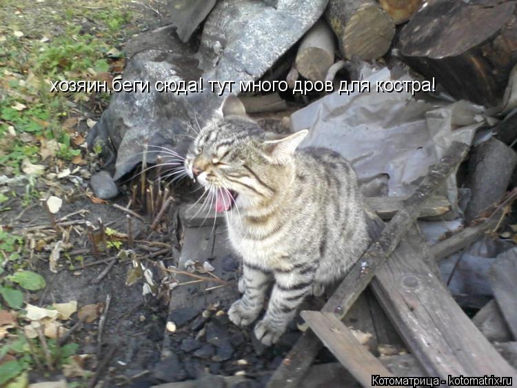 Котоматрица: хозяин,беги сюда! тут много дров для костра!