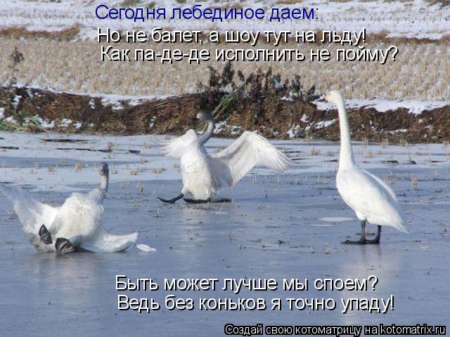 Котоматрица: Сегодня лебединое даем: Но не балет, а шоу тут на льду! Как па-де-де исполнить не пойму? Быть может лучше мы споем? Ведь без коньков я точно упа