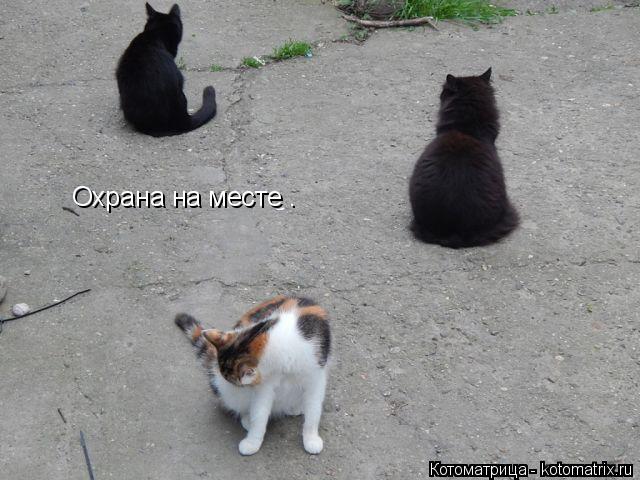Котоматрица: Охрана на месте .