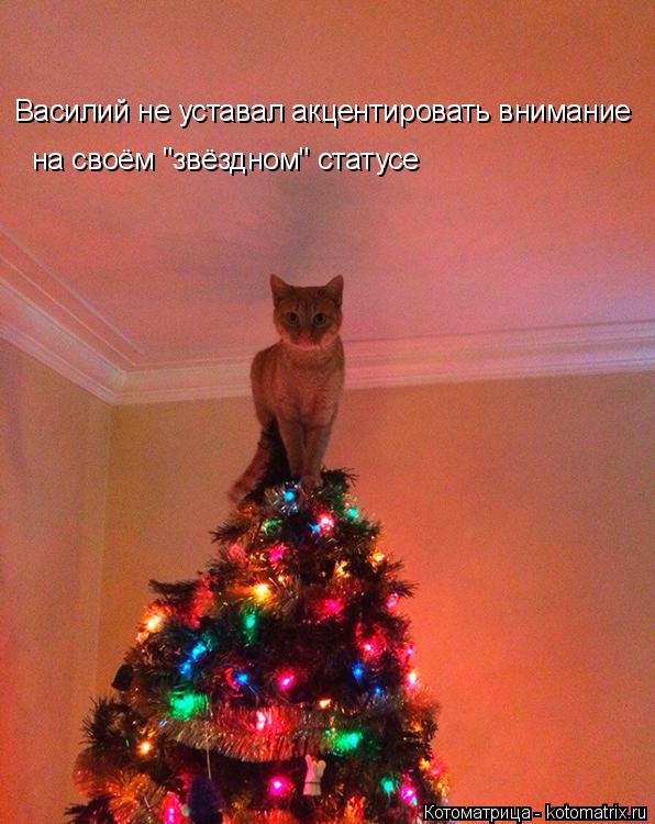 Котоматрица: Василий не уставал акцентировать внимание на своём "звёздном" статусе
