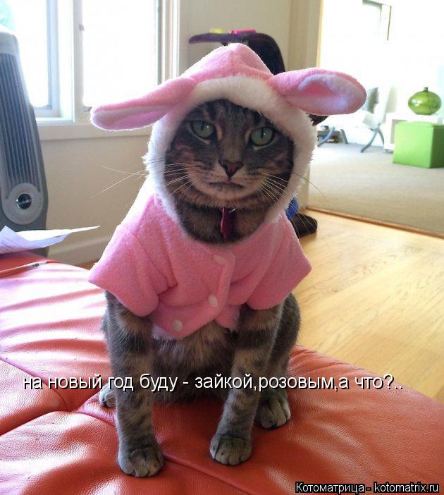 Котоматрица: на новый год буду - зайкой,розовым,а что?..