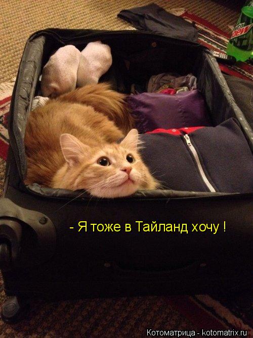 Котоматрица: - Я тоже в Тайланд хочу !