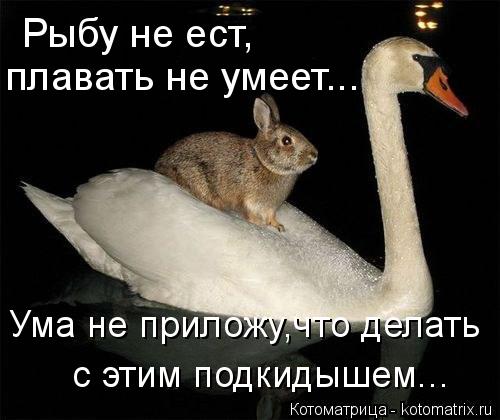 Котоматрица: Рыбу не ест, плавать не умеет... Ума не приложу,что делать с этим подкидышем...