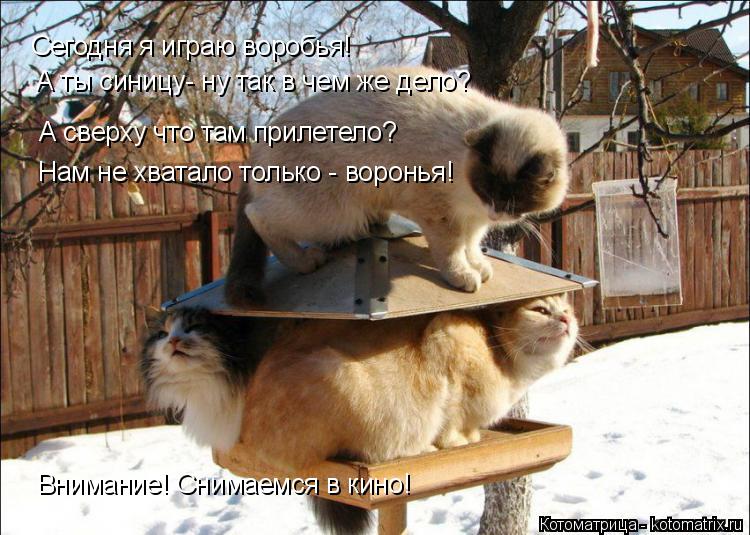 Котоматрица: Сегодня я играю воробья! А ты синицу- ну так в чем же дело? А сверху что там прилетело? Нам не хватало только - воронья! Внимание! Снимаемся в к