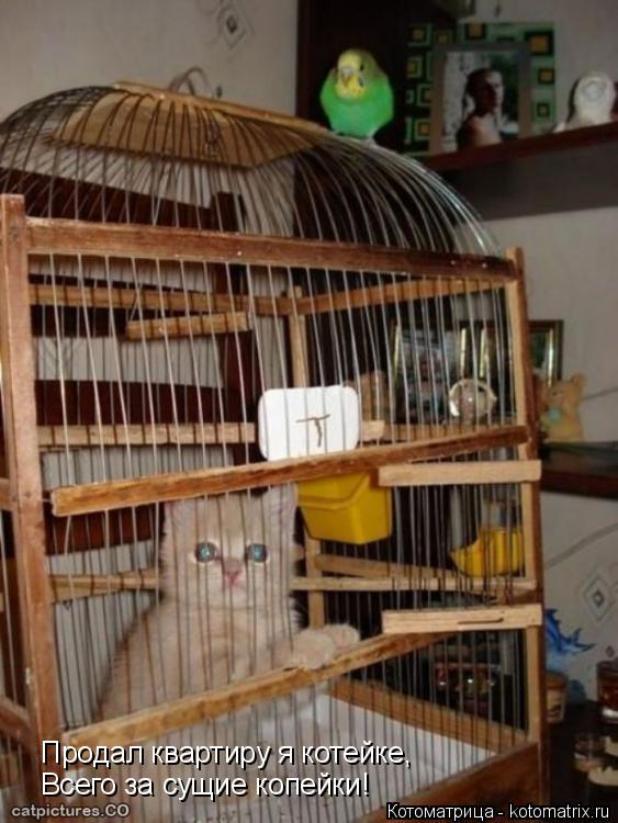 Котоматрица: Продал квартиру я котейке, Всего за сущие копейки!