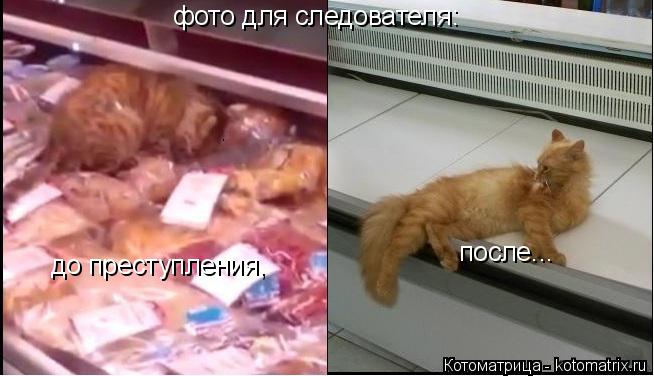 Котоматрица: фото для следователя: до преступления, после...