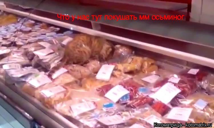 Котоматрица: Что у нас тут покушать мм осьминог Что у нас тут покушать мм осьминог