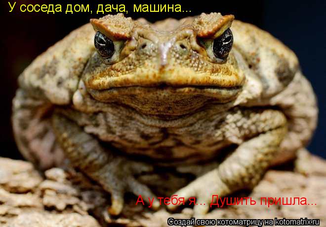 Котоматрица: У соседа дом, дача, машина... А у тебя я... Душить пришла...