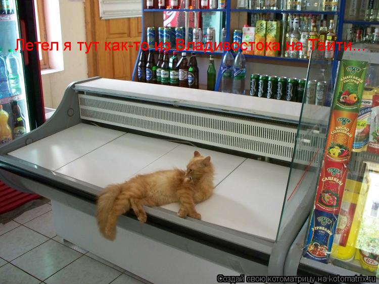 Котоматрица: Летел я тут как-то из Владивостока на Таити...