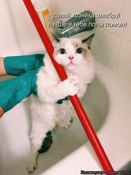 Котоматрица: давай,хозяйка швабру! лучше я тебе полы помою!