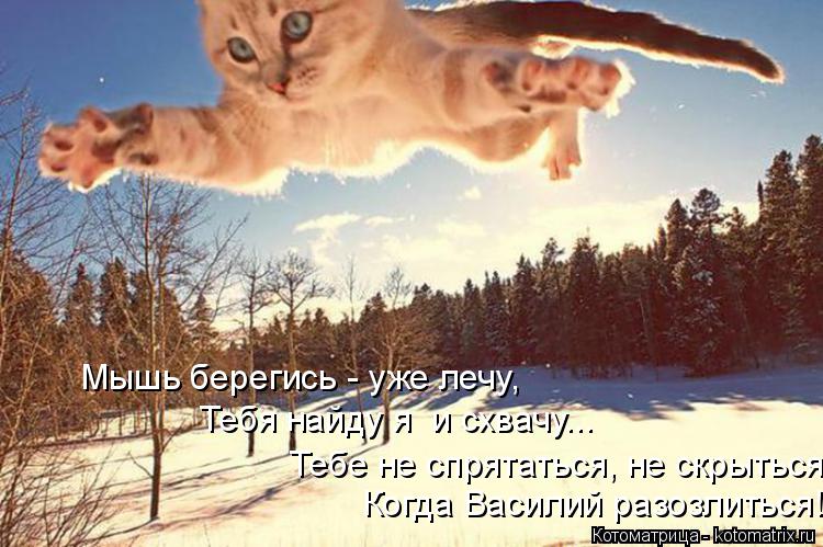 Котоматрица: Мышь берегись - уже лечу, Тебя найду я  и схвачу... Тебе не спрятаться, не скрыться Когда Василий разозлиться!