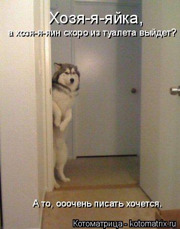 Котоматрица: Хозя-я-яйка,  а хозя-я-яин скоро из туалета выйдет? а хозя-я-яин скоро из туалета выйдет? А то, ооочень писать хочется. А то, ооочень писать хоче